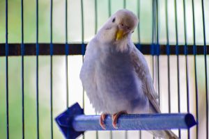 Gesunder Ziervogel