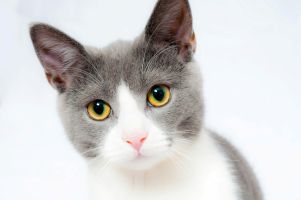 Gesunde Katze