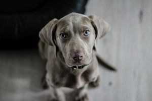 Hund bei einem Tierarzt