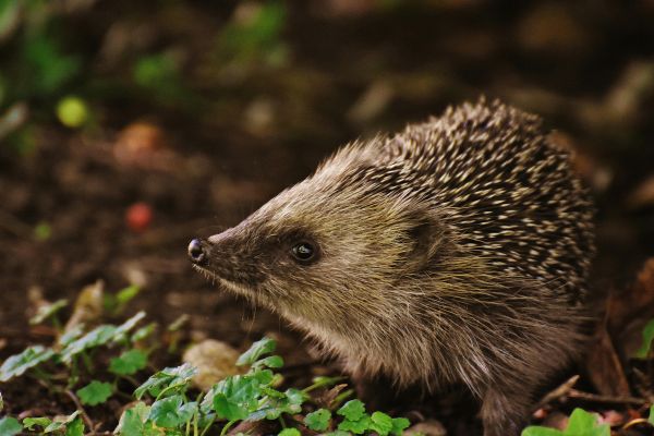 Ein verletzter Wildigel braucht schnelle und schonende Hilfe. - Kleintiere - Artikel mit detaillierten Informationen und Notfall tips.