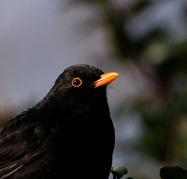 Erste Hilfe bei medizinischen Notfällen von Vögeln: Verhalten bei Fund im Freien und zu Hause - Vögel - Artikel mit detaillierten Informationen und Notfall tips.
