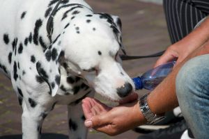 Hitzschlag beim Hund: Erkennen, Handeln, Vorbeugen