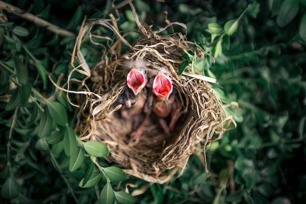 Jungvogel gefunden – Wie Sie richtig handeln - Vögel - Artikel mit detaillierten Informationen und Notfall tips.