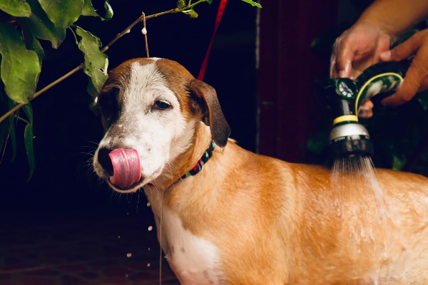 Allergien bei Hunden – Häufige Ursachen, Symptome und deren Behandlung