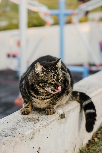 Allergien bei Katzen – Häufige Ursachen, Symptome und deren Behandlung