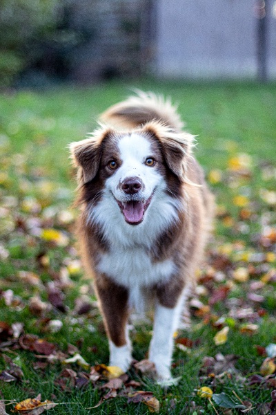 Die Körpersprache der Hunde - Wie Sie sie interpretieren können