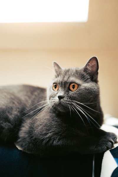 Die Körpersprache der Katzen - Wie Sie sie interpretieren können