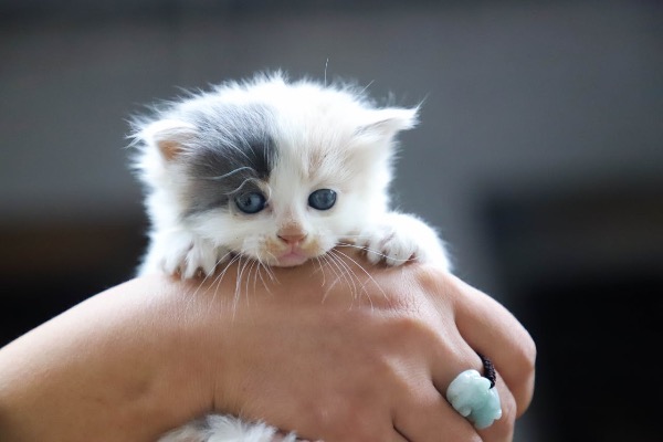 Kitten richtig ernähren - Futter, Häufigkeit und Tipps für gesundes Wachstum