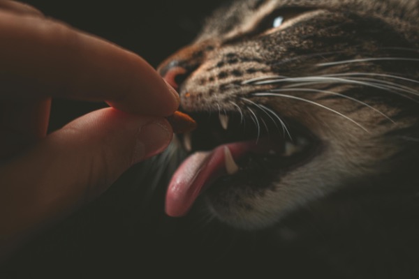 Artikel-Bild zu "Medikamente bei der Katze: Wie's mit der Gabe klappt" - Katzen Erste-Hilfe-Guide