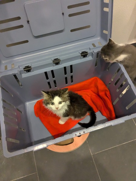 Stressfrei zum Tierarzt - Tipps für eine entspannte Untersuchung Ihres Haustieres