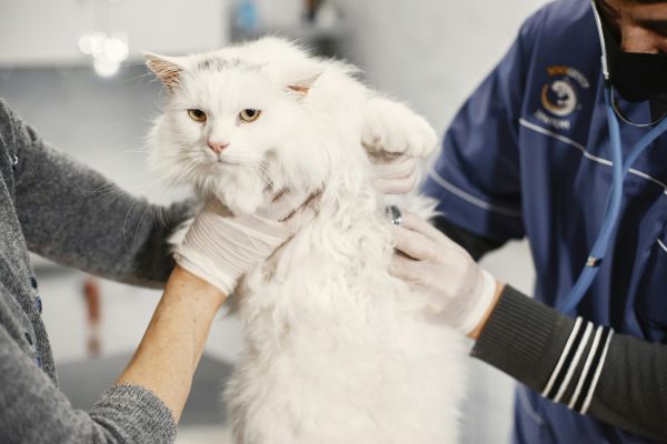Artikel-Bild zu "Tierarztbesuch im Notdienst – Was Tierhalter wissen sollten" - Allgemein Erste-Hilfe-Guide