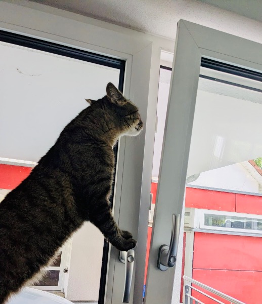 Unsichtbare Gefahren im Haushalt – Wie Sie Ihre Katze zuhause schützen