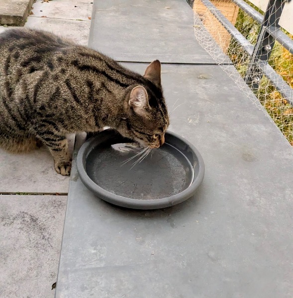 Artikel-Bild zu "Wenn Ihre Katze nicht häufig trinkt - Wie Sie Ihre Katze zu mehr Wasseraufnahme bringen" - Katzen Erste-Hilfe-Guide