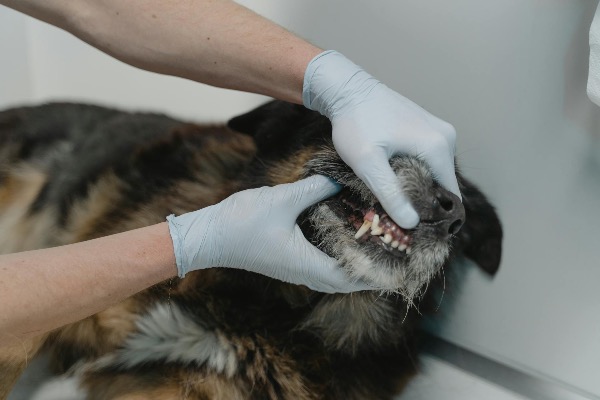 Zahngesundheit bei Hund und Katze - So pflegen Sie die Zähne Ihres Haustieres richtig