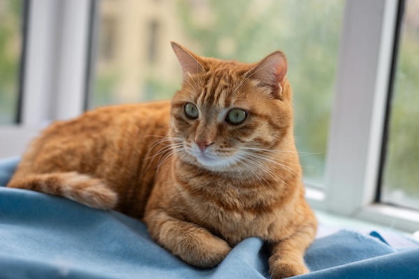 Katzenalter-Rechner - Katze in verschiedenen Lebensaltern